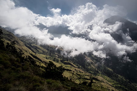 green leaf trees under cumulus clouds thumbnail