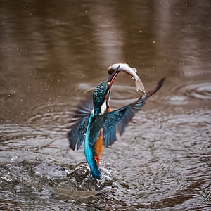 photography of blue and teal bird under body of water thumbnail