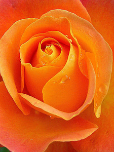 close-up photography of orange flower thumbnail