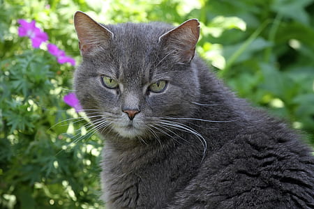 selective focus photo of short-haired gray cat thumbnail
