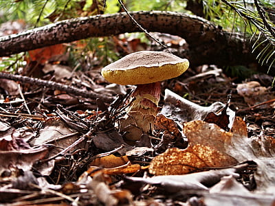 brown mushroom near dried leaves thumbnail