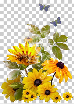 Frames Portable Network Graphics Common Sunflower Girassol Vetor Png Clipart Free Cliparts Uihere