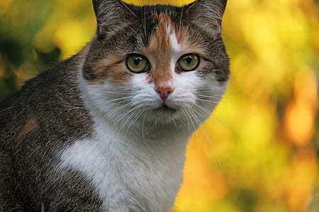 close-up photography of calico cat thumbnail