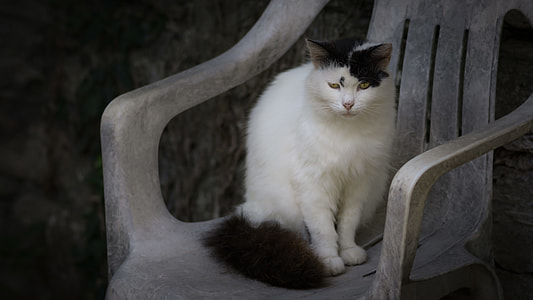 Black White Cat Chair thumbnail