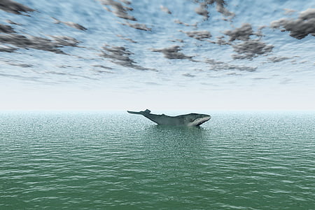sperm whale on body of water thumbnail