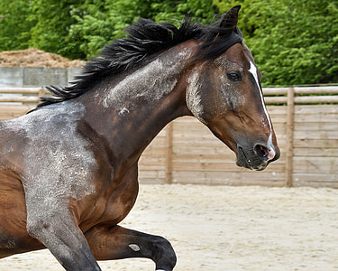 brown horse running near fence thumbnail