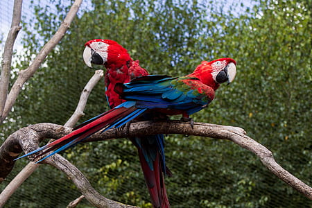 two red-and-blue parrots perched on tree branch thumbnail