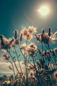 white flower seed heads at daytime thumbnail