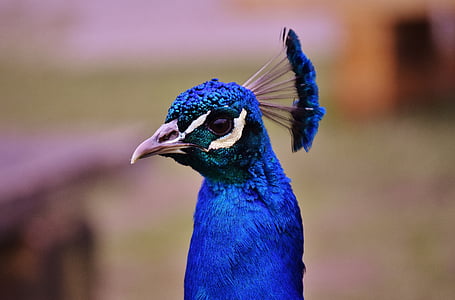shallow focus photo of blue and black turkey thumbnail