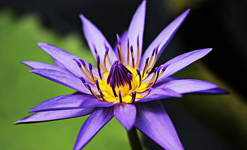 shallow focus photography of purple water lily flower thumbnail