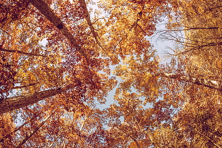 low angle photography of yellow leaf tree thumbnail