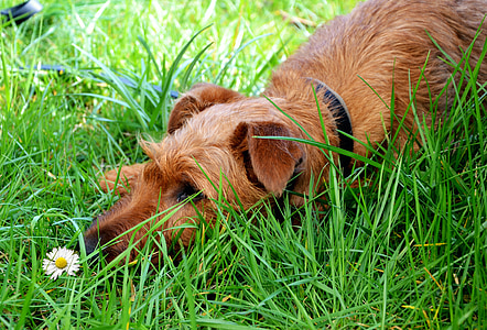 small wire-coated tan dog lying on grass thumbnail