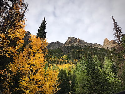 green trees covering mountain thumbnail
