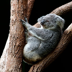 gray koala on tree thumbnail