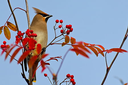 brown bird in the red fruit tree thumbnail