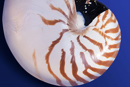 white and brown shell thumbnail