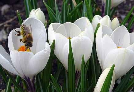 bee on top white petaled flower close-up photo thumbnail