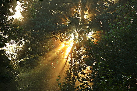 sun rays passing through trees thumbnail