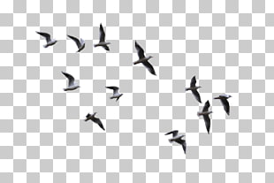 Bird Flight Gulls, flying bird, low angle view of flying birds PNG clipart