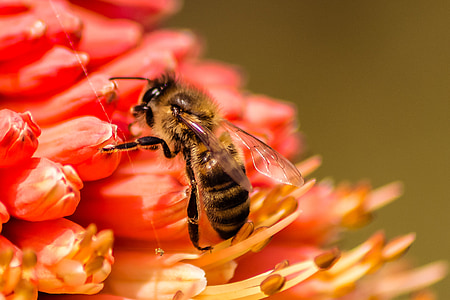 close-up photo of honey bee on red flower thumbnail