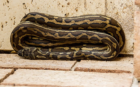 brown and black snake beside wall thumbnail