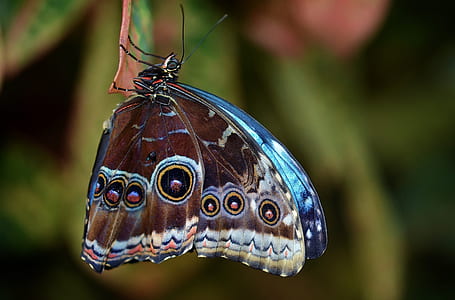blue and brown peacock butterfly close-up photography thumbnail