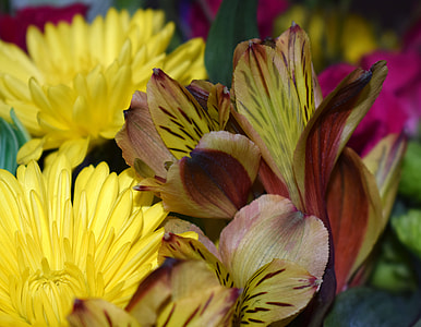 Alstroemeria, Peruvian Lily thumbnail