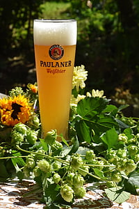 clear Paulaner Wierbier glass with yellow liquid thumbnail
