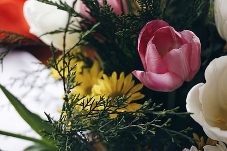 white and pink tulips with yellow daisyes thumbnail
