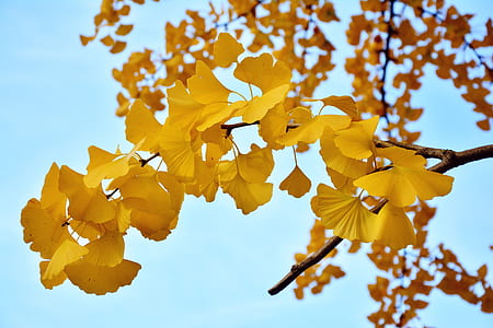 yellow leaf tree thumbnail