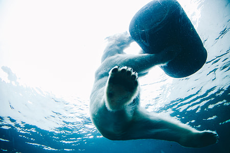 polar bear in water thumbnail