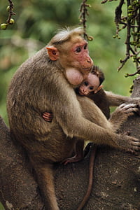 selective focus photo of brown monkey during daytime thumbnail