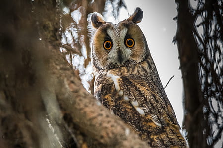 selective focus photo of brown owl on tree branch thumbnail