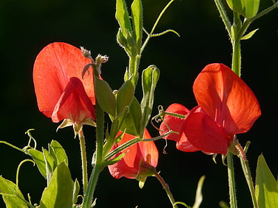 red flowers thumbnail