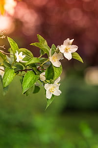 white flowers selective focal photo thumbnail