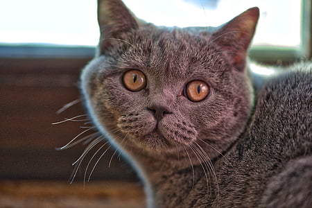 cat looking at its back thumbnail