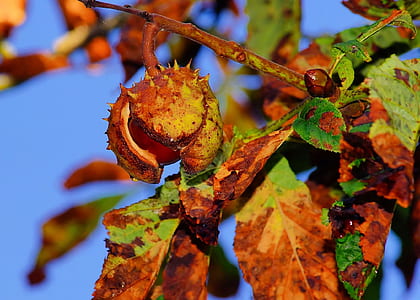 walnut fruit with withered leaves thumbnail