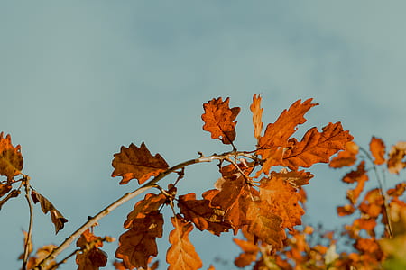 orange leaves thumbnail
