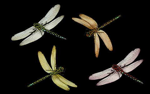four assorted-color dragonflies thumbnail