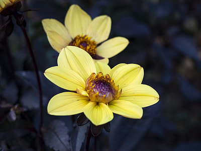 two yellow petaled flowers thumbnail