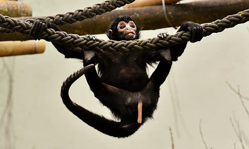 monkey hanging on rope thumbnail