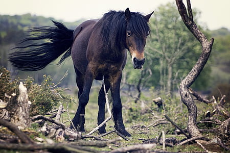 black horse on green grass during daytime thumbnail