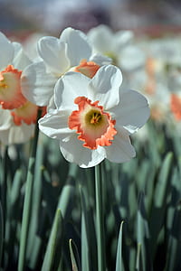 blooming white-and-orange flowers thumbnail