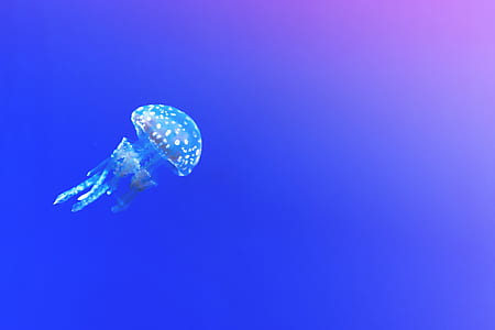 sea, water, blue, ocean thumbnail