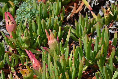 Noon-Flower, Succulent thumbnail