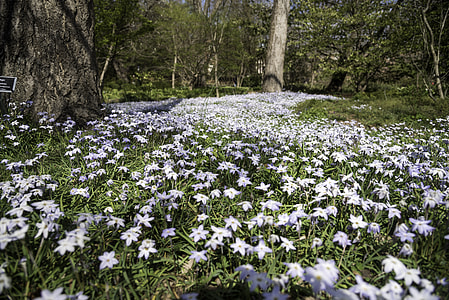 Violet Flowers in the flower field at UNC Chapel Hill, North Carolina thumbnail