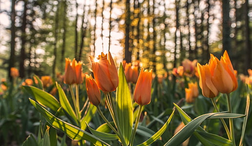 orange tulips during daytime thumbnail