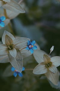 Close-up Photo of Blue and Grey Flower thumbnail