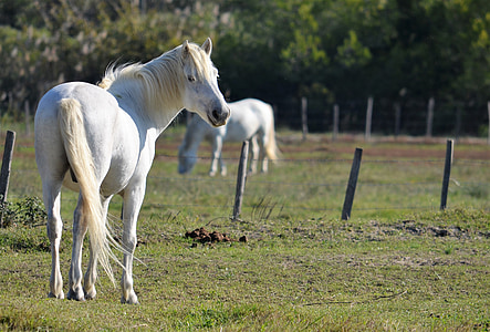 white horse on green grass field during daytime thumbnail