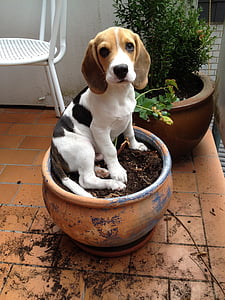 beagle in round brown pot thumbnail